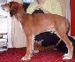 8 t��d�ov / 8 weeks old