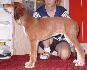 9 t��d�ov / 9 weeks old