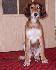 9 t��d�ov / 9 weeks old