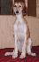 10 t��d�ov / 10 weeks old