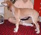 10 t��d�ov / 10 weeks old