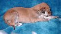 14 dn� / 14 days old