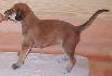 21 dn� / 21 days old