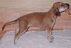 28 dn� / 28 days old