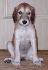 5 t��d�ov / 5 weeks old