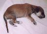 6 dn� / 6 days old