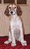 6 t��d�ov / 6 weeks old