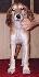 7 t��d�ov / 7 weeks old