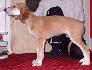 7 t��d�ov / 7 weeks old