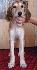 8 t��d�ov / 8 weeks old