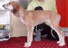 8 t��d�ov / 8 weeks old