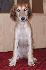 9 t��d�ov / 9 weeks old