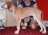 9 t��d�ov / 9 weeks old