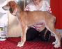 10 t��d�ovv / 10 weeks old