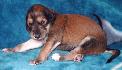 14 dn� / 14 days old