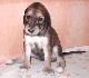 21 dn� / 21 days old