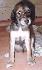 28 dn� / 28 days old