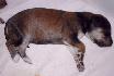 6 dn� / 6 days old