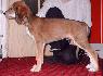 7 t��d�ovv / 7 weeks old