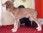 8 t��d�ovv / 8 weeks old