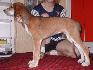 9 t��d�ovv / 9 weeks old
