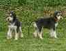 males 4 & 5
