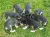 All puppies