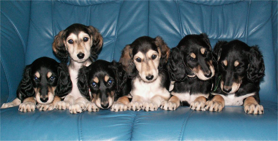 Caliph, Cassiopeia, Chiba, Chanel, Chirin, Charif