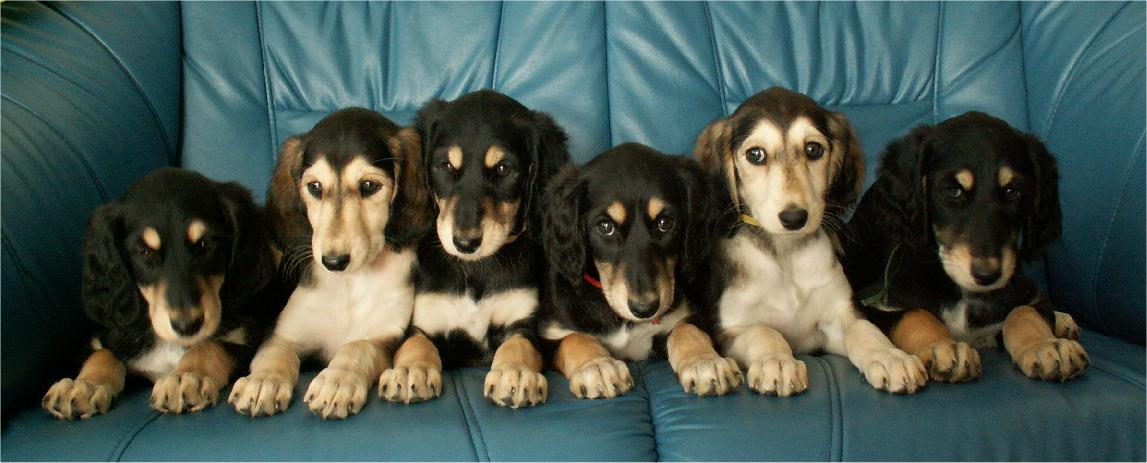 Caliph, Chanel, Chirin, Chiba, Cassiopeia, Charif