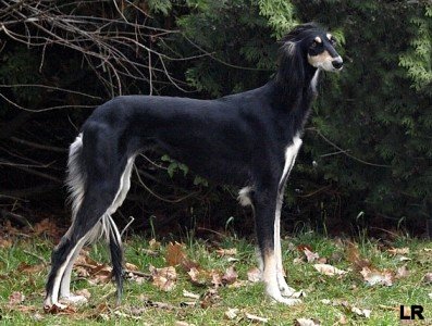 Chirin Tall Afar