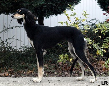 Chirin Tall Afar